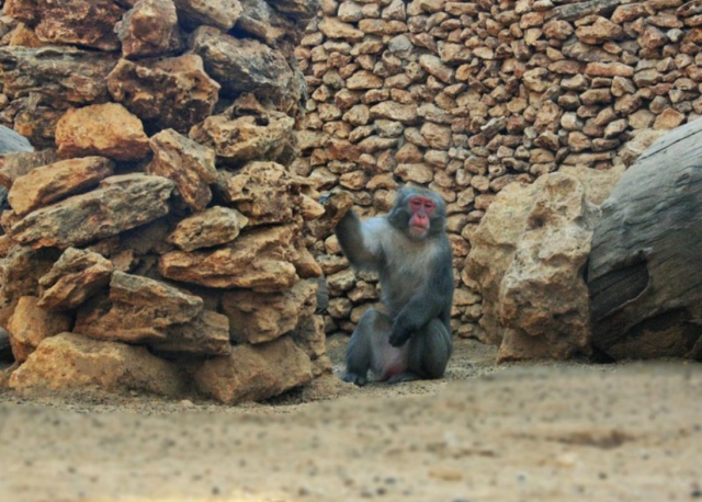 mono de las nives zoo castellar